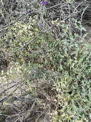 Parthenium confertum