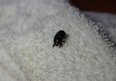 Coleoptera