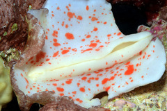 Platydoris cinereobranchiata