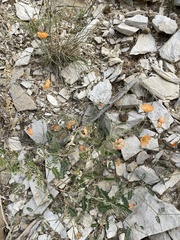 Kallstroemia grandiflora