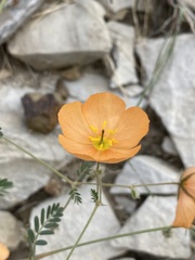 Kallstroemia grandiflora