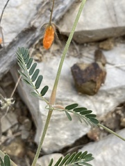 Kallstroemia grandiflora