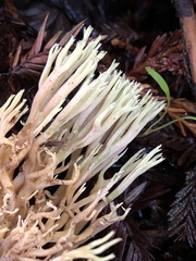 Ramaria apiculata