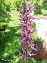 Cephalanthera kurdica