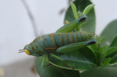 Thericles obtusifrons