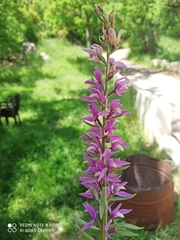 Cephalanthera kurdica