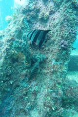 Cochleoceps bicolor