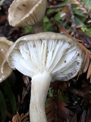Tephroleuci