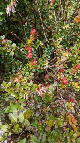 Disterigma humboldtii image