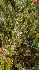 Disterigma humboldtii