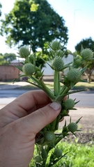 Eryngium eburneum