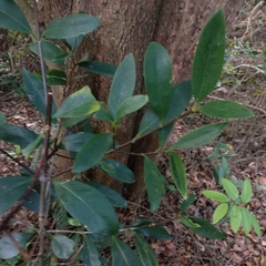 Garcinia oblongifolia