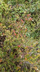 Disterigma humboldtii