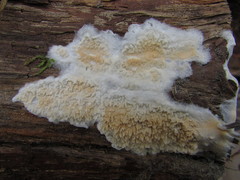 Leucogyrophana mollusca