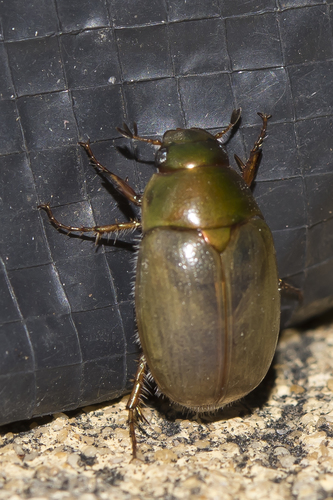 Phyllococerus purpurascens