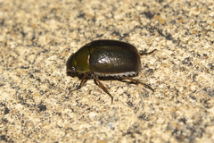 Phyllococerus purpurascens
