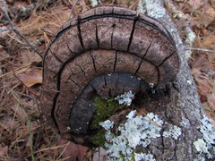 Phellinus everhartii