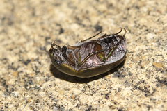 Phyllococerus purpurascens