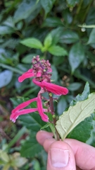 Scutellaria isocheila