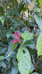 Scutellaria isocheila