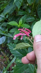Scutellaria isocheila