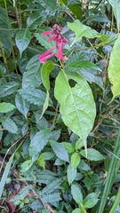 Scutellaria isocheila