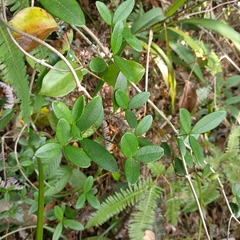 Alyxia sinensis