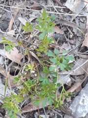 Xanthosia