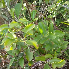Dendrotrophe varians