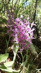 Cephalanthera kurdica