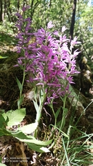 Cephalanthera kurdica