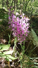 Cephalanthera kurdica