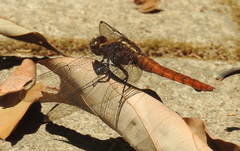 Orthetrum chrysis