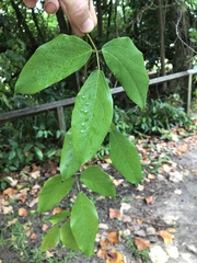 Mucuna gigantea