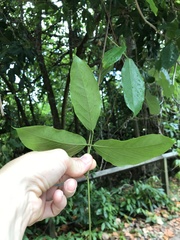 Mucuna gigantea