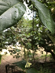 Mucuna gigantea