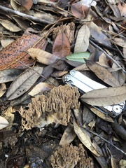 Ramaria violaceibrunnea