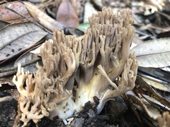 Ramaria violaceibrunnea