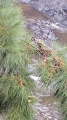 Casuarina equisetifolia image