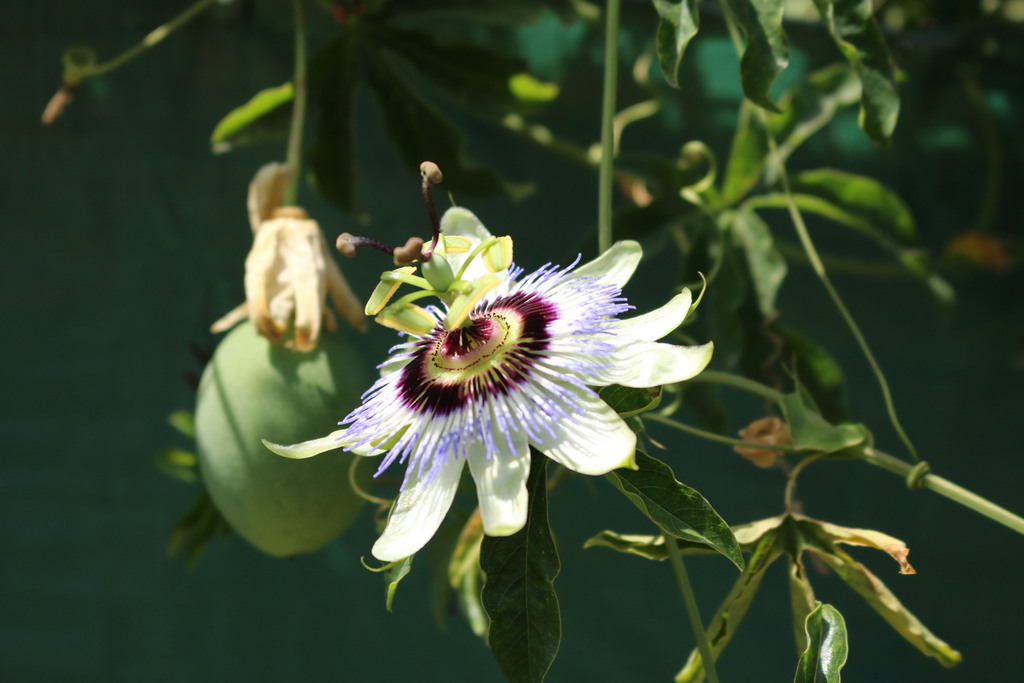 Passiflora caerulea