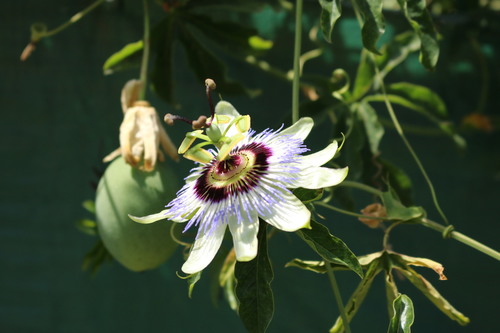 Passiflora caerulea