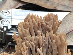 Ramaria violaceibrunnea