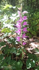 Cephalanthera kurdica