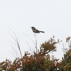 Phylidonyris novaehollandiae novaehollandiae