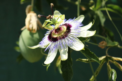 Passiflora caerulea