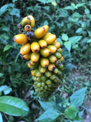 Amorphophallus konjac