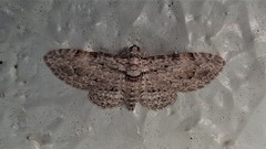 Sigilliclystis insigillata