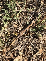 Vespula pensylvanica