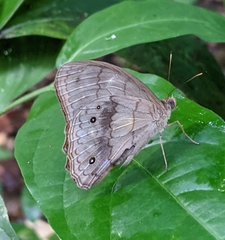 Pseudodebis valentina