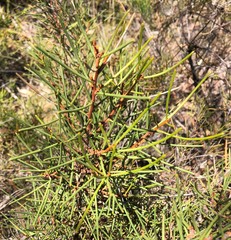 Hakea vittata